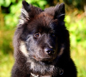 11950159_868953396527224_3261730976222996771_o-2