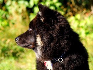 11999647_868953303193900_4280832212779208503_o