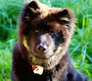 Caballio, der BeerenBär